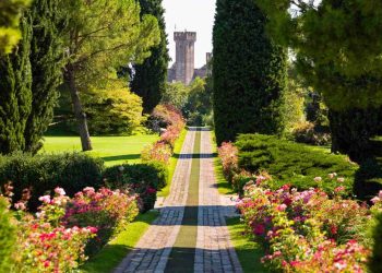 Rosenallee im Parco Giardino Sigurtà bei Valeggio sul Mincio, im Hintergrund der Turm des Castello Scaligero