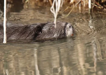 Die Nutria steht seit 2016 auf der EU-Liste der invasiven, gebietsfremden Arten und gilt als Gefahr für die heimischen Ökosysteme und die Stabilität von Ufern. (Foto: LPA/Landesamt für Wildtiermanagement)