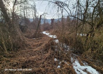 Das Amt für Wildbach- und Lawinenverbauung Ost hat bei der Rienz in der Örtlichkeit Heilig Kreuz in St. Lorenzen begonnen, einige Bäume zu fällen und Sträucher zurückzuschneiden, um die gesamte Fläche um etwa eineinhalb Meter abzusenken. (Foto: Amt für Wildbach- und Lawinenverbauung Ost in der Agentur für Bevölkerungsschutz)