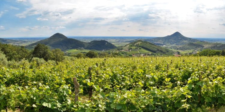 Themenbild zur Vendemmia 2026 auf den Colli Euganei – Weinlese in den Hügeln des Veneto