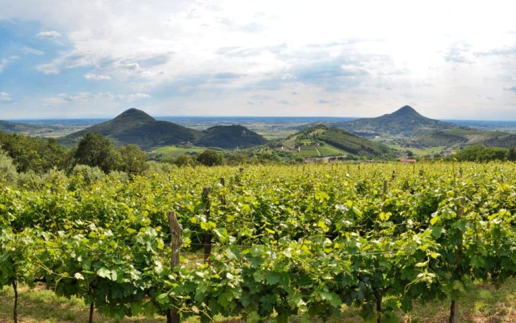 Themenbild zur Vendemmia 2026 auf den Colli Euganei – Weinlese in den Hügeln des Veneto
