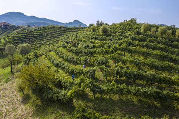 Themenbild zur Vendemmia 2026 im Gebiet Asolo Montello – Weinlese unter Hitzebedingungen