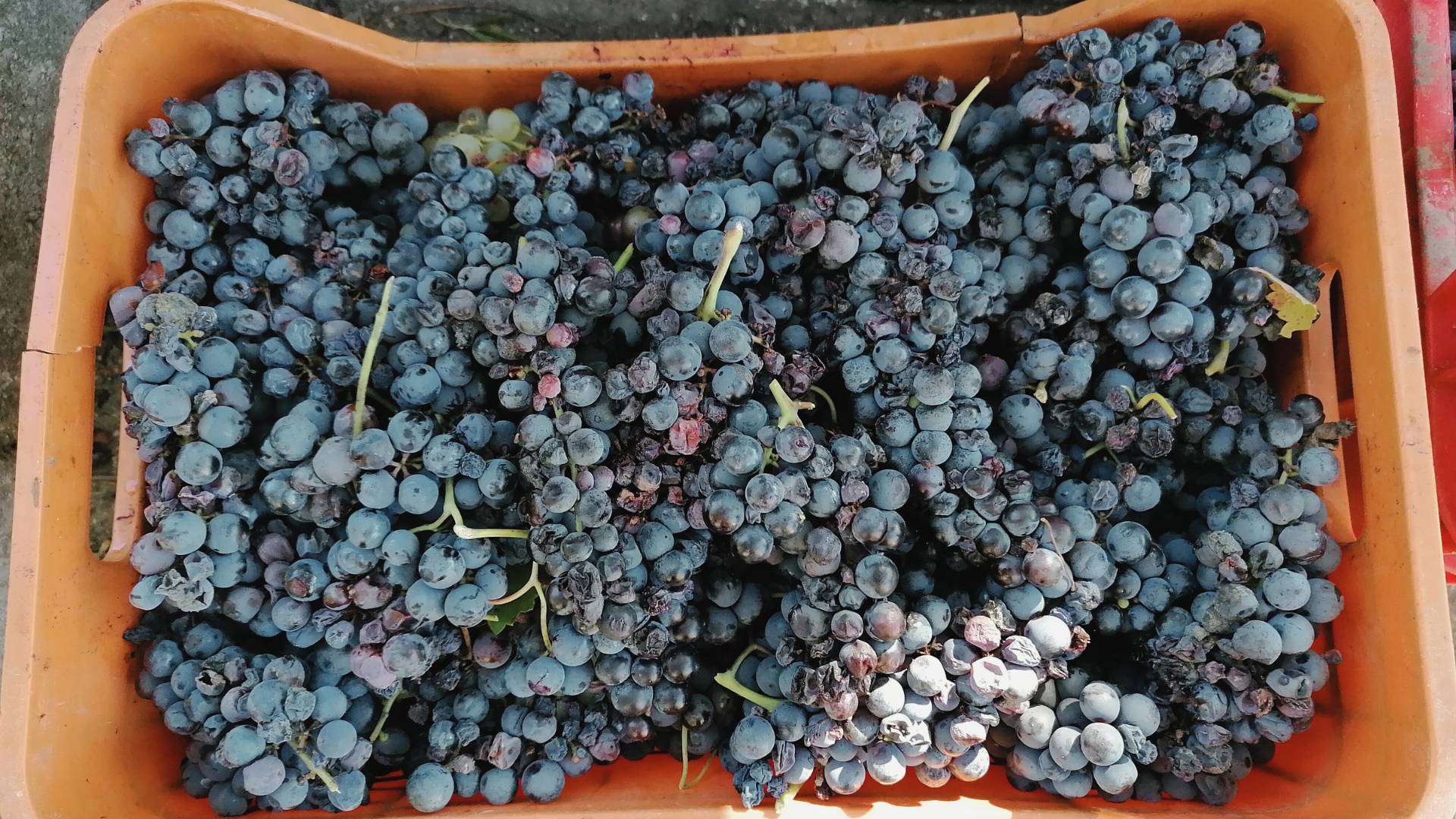 Aglianico-Trauben in der Irpinia Reife Aglianico-Trauben am Rebstock in der Irpinia bei Avellino in Kampanien