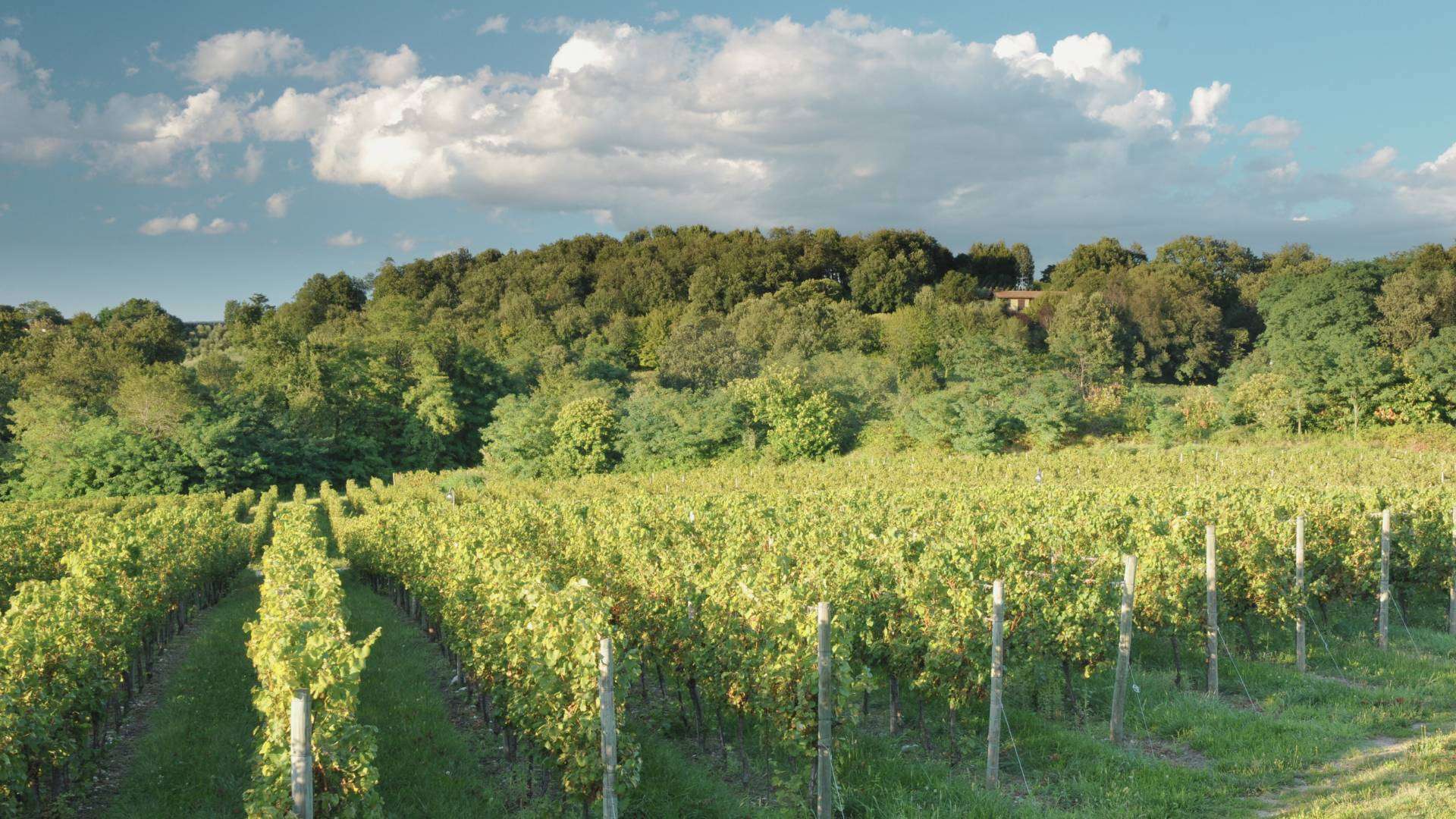 Franciacorta – Weinberge in der Lombardei Weinberge der Franciacorta zwischen Iseosee und Brescia in der Lombardei