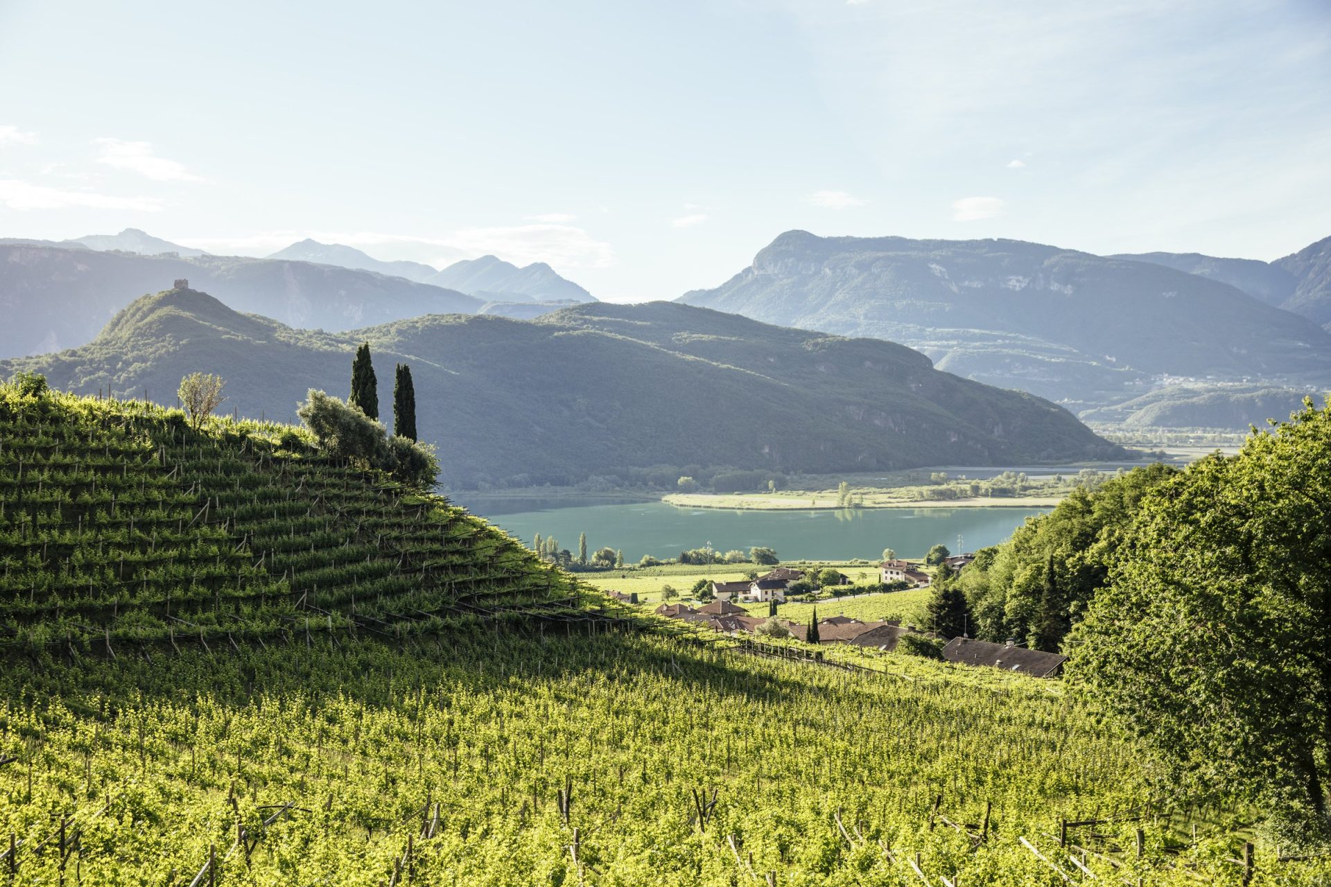 Kalterer See mit Weinbergen, Südtirol Weinberge über dem türkisgrünen Kalterer See mit Bergkulisse in Südtirol