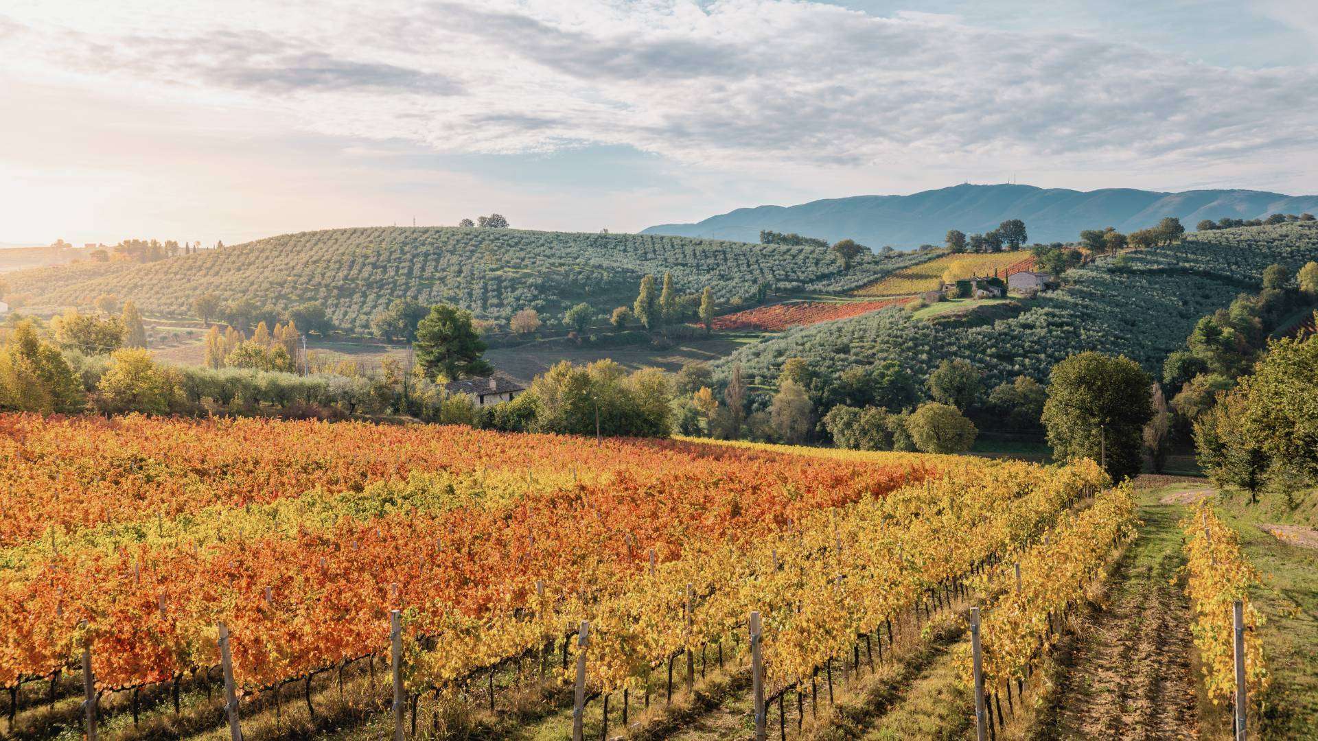 Montefalco – Weinberge in Umbrien Montefalco über den Weinbergen und Olivenhainen Umbriens