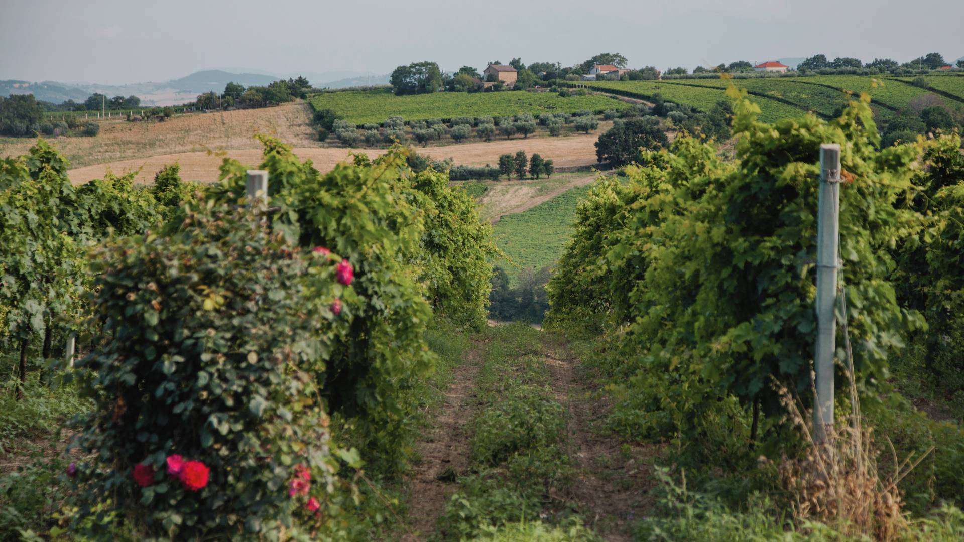 Montepulciano d'Abruzzo – Hügel in den Abruzzen Weinberge in den Hügeln der Abruzzen zwischen Apennin und Adria