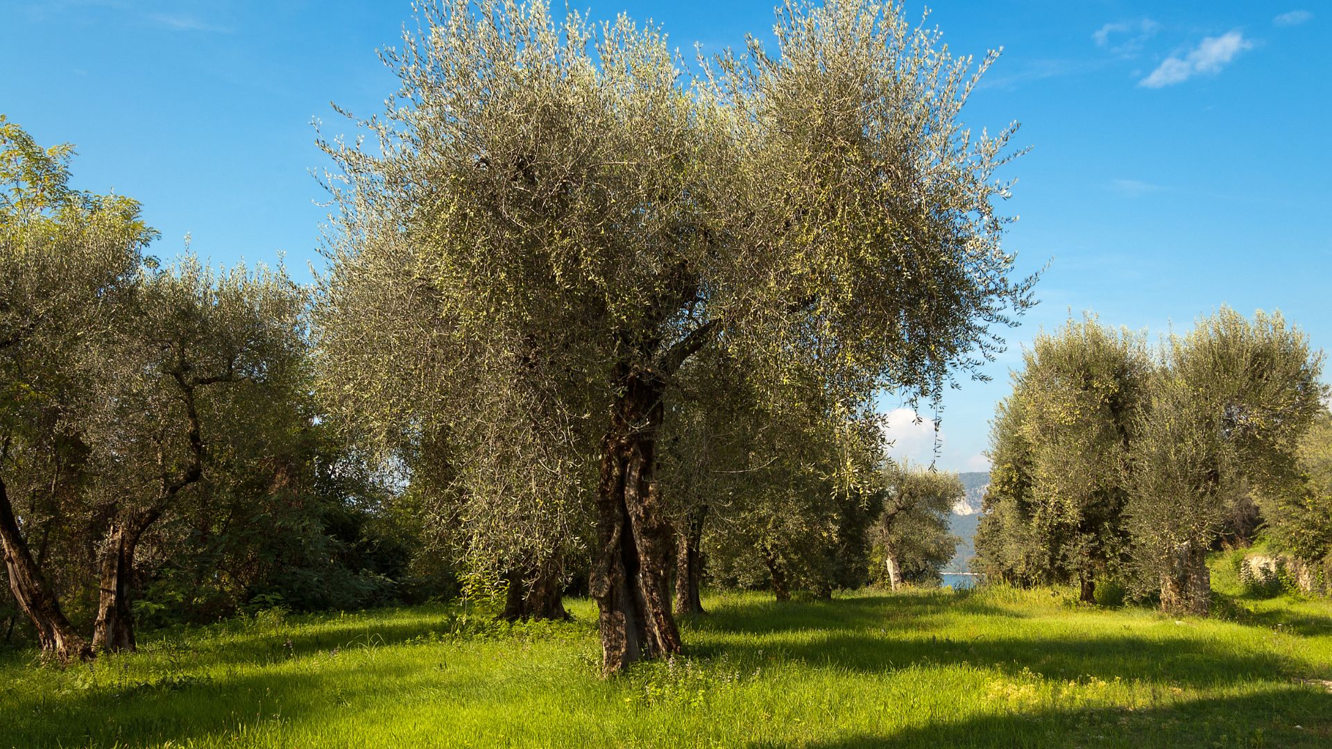 Terrassierter Olivenhain mit silbrigen Bäumen über dem Gardasee
