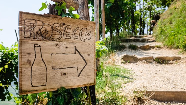 Weinberge in den Prosecco-Hügeln bei Valdobbiadene in Venetien