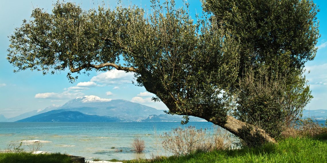 Riviera degli Ulivi: Knorriger Olivenbaum am Ufer des Gardasees, dahinter der Monte Baldo