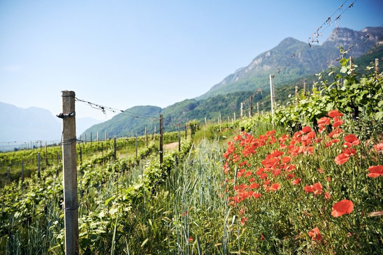 Themenbild zu nachhaltigem Weinbau in Südtirol und der S.Q.N.P.I.-Zertifizierung