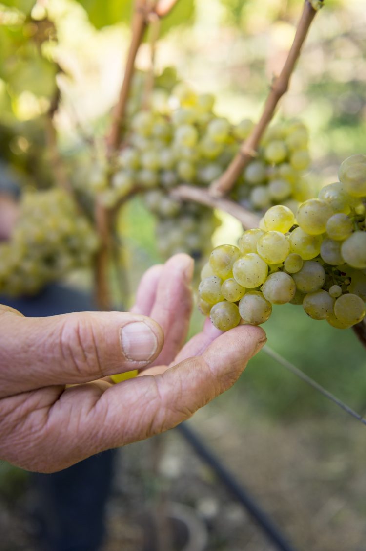 Themenbild zu Südtiroler Weinlese und den Auswirkungen des Klimawandels auf den Weinbau