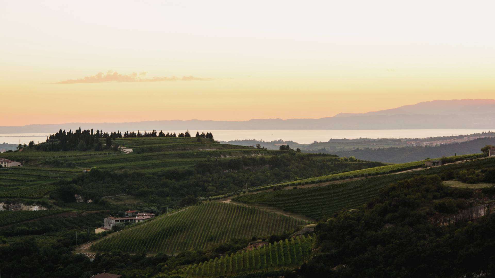 Valpolicella – Weinberge in Venetien Weinberge der Valpolicella nördlich von Verona in Venetien