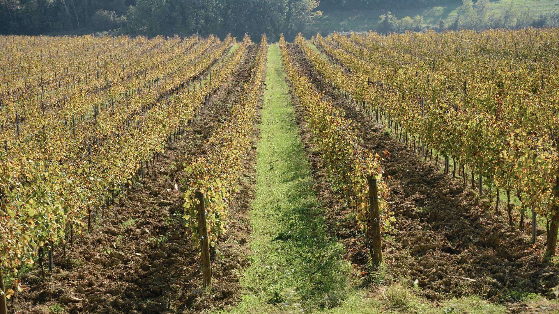 Verdicchio – Hügel der Castelli di Jesi Weinberge der Castelli di Jesi in den Marken mit Verdicchio-Reben
