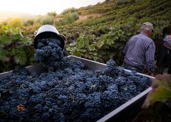 Erntehelfer schneiden reife Trauben von den Rebstöcken und füllen sie in Kisten, gedämpftes Licht im Weinberg