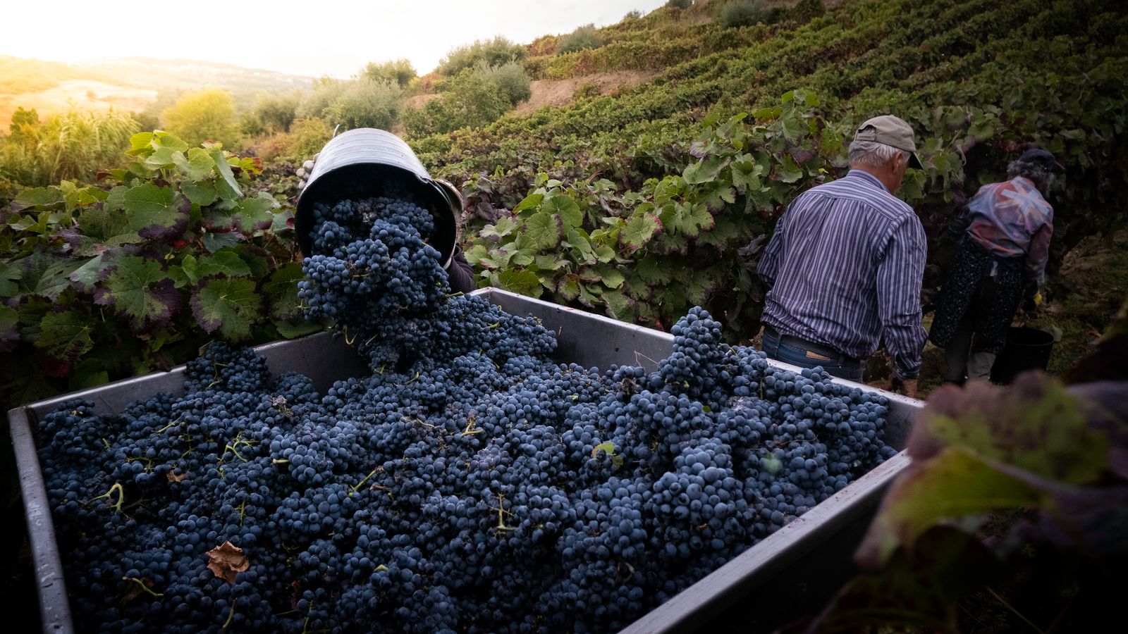 Weinlese in der Dämmerung Erntehelfer schneiden reife Trauben von den Rebstöcken und füllen sie in Kisten, gedämpftes Licht im Weinberg