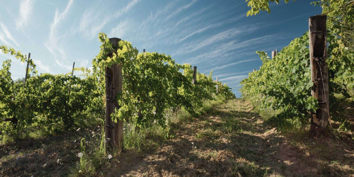 Weinberge in der hügeligen Landschaft der Toskana