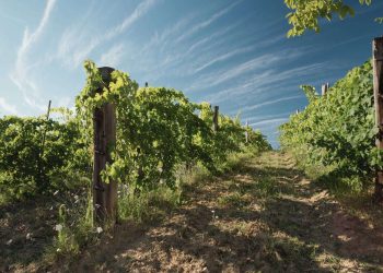 Weinberge in der hügeligen Landschaft der Toskana