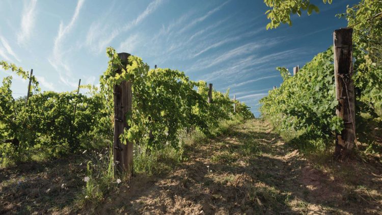 Weinberge in der hügeligen Landschaft der Toskana
