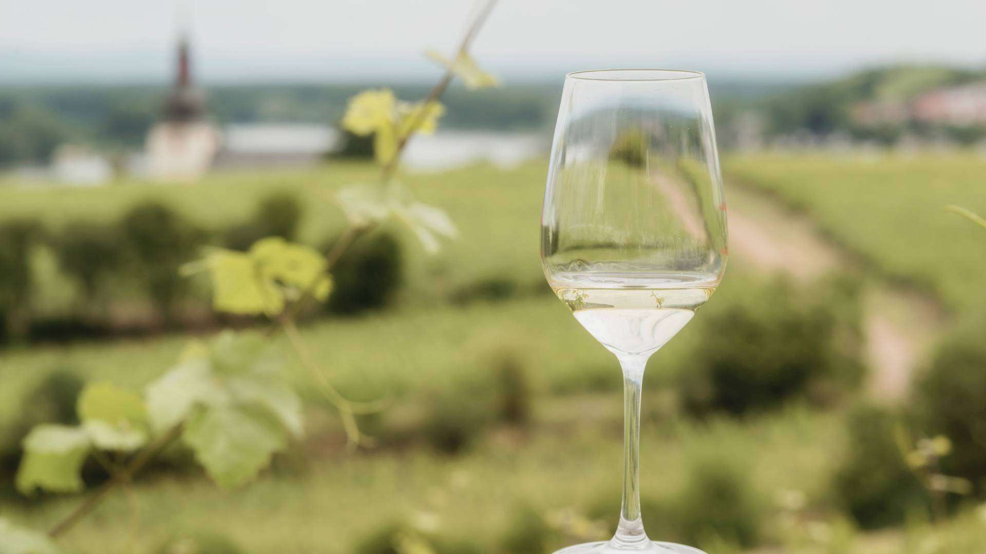 Weinverkostung in Italien Gefüllte Weingläser bei einer Verkostung in einem italienischen Weingut