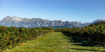Themenbild zur Nachhaltigkeitsbilanz des Weinguts Bosco del Merlo