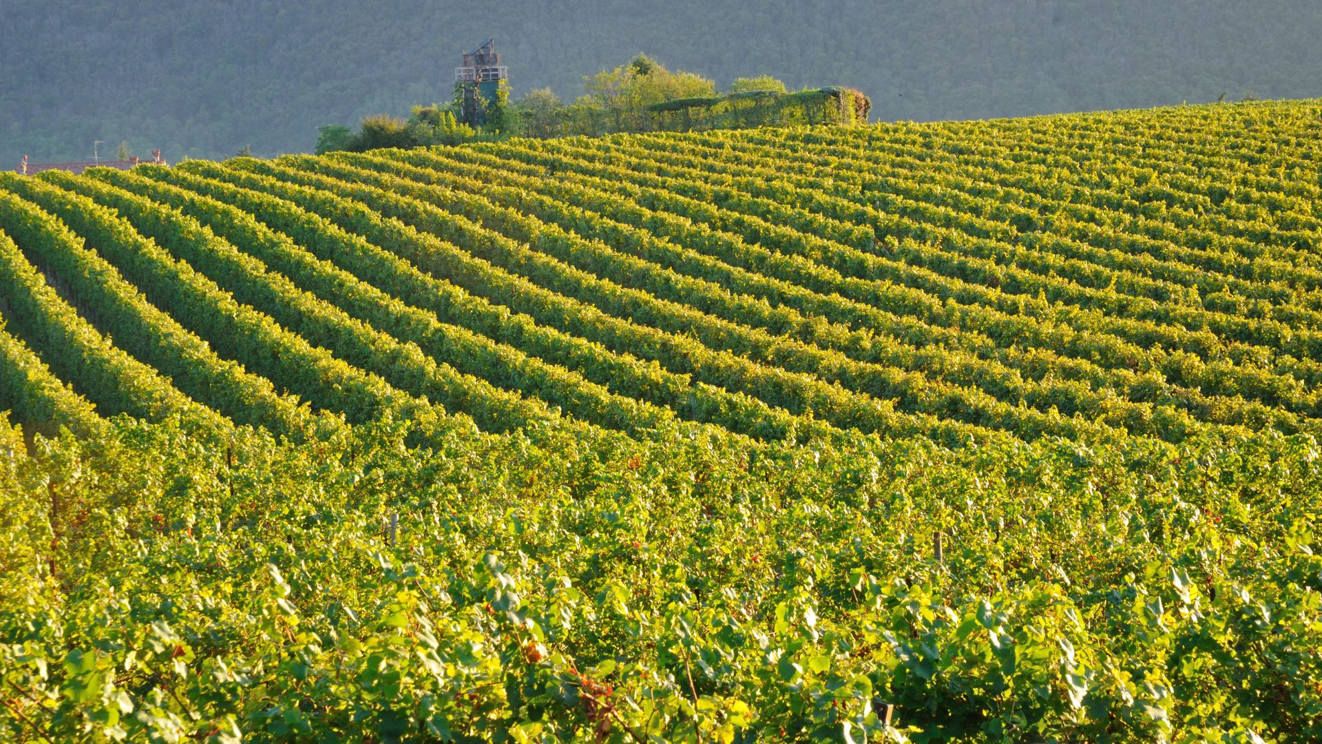 Weinberge der Franciacorta Rebzeilen der Franciacorta in der Provinz Brescia