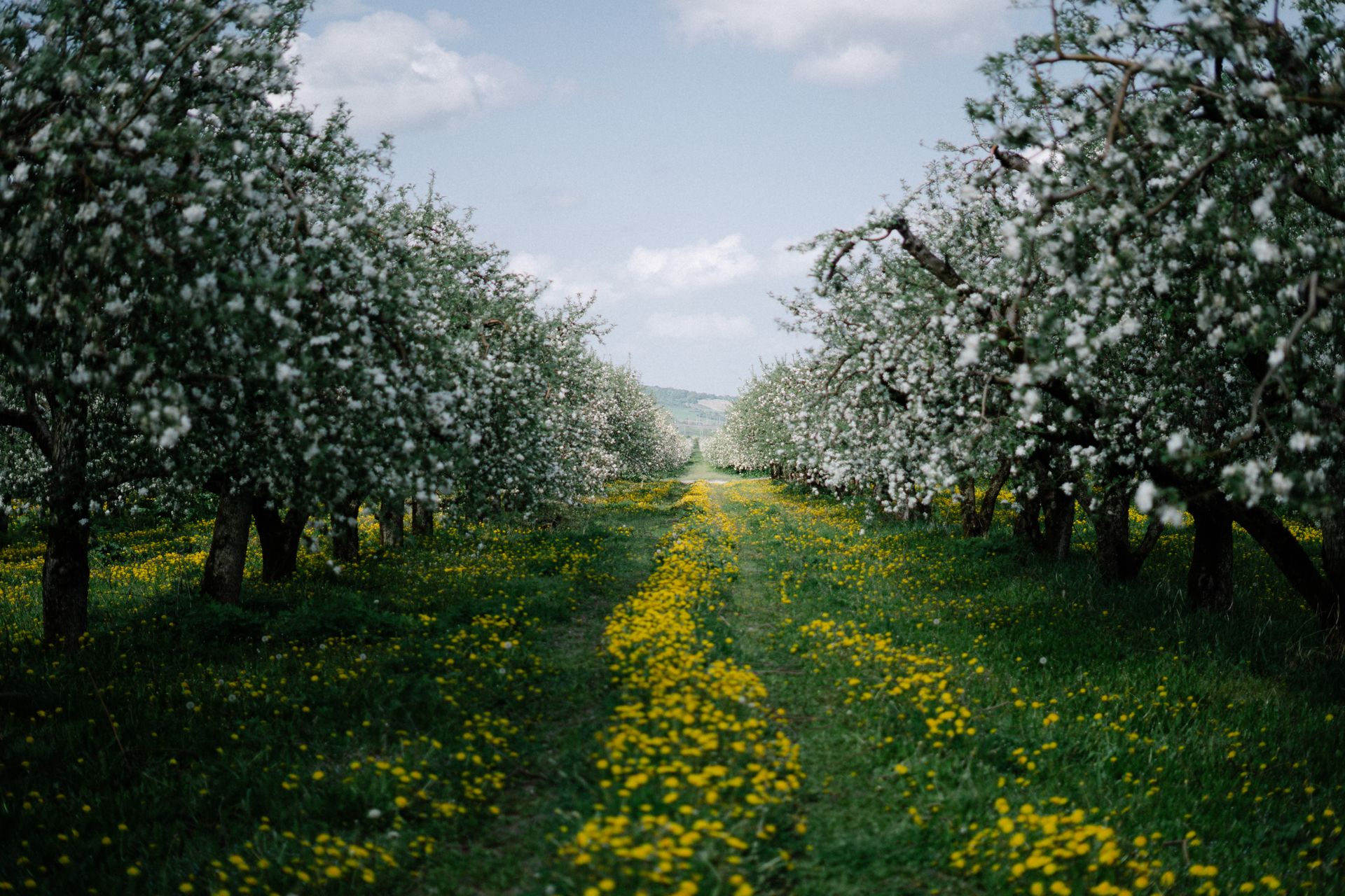 Blühende Apfelbäume im Frühling Weg zwischen zwei Reihen weiß blühender Apfelbäume, auf dem Boden gelber Löwenzahn