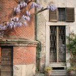 Blühende Glyzinie an einer alten Hausfassade mit Holztür und Fensterläden im Viertel Brera in Mailand