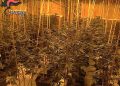 Themenbild zu einer Drogenrazzia der Carabinieri, die eine Marihuana-Plantage in der Provinz Asti entdeckt haben.