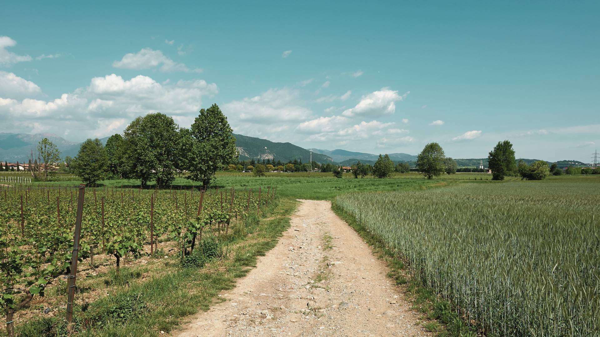 Franciacorta: Feldweg zwischen Reben und Wiese Schotterweg zwischen einem Weinberg und einer Wiese, dahinter Bäume und Berge unter blauem Himmel