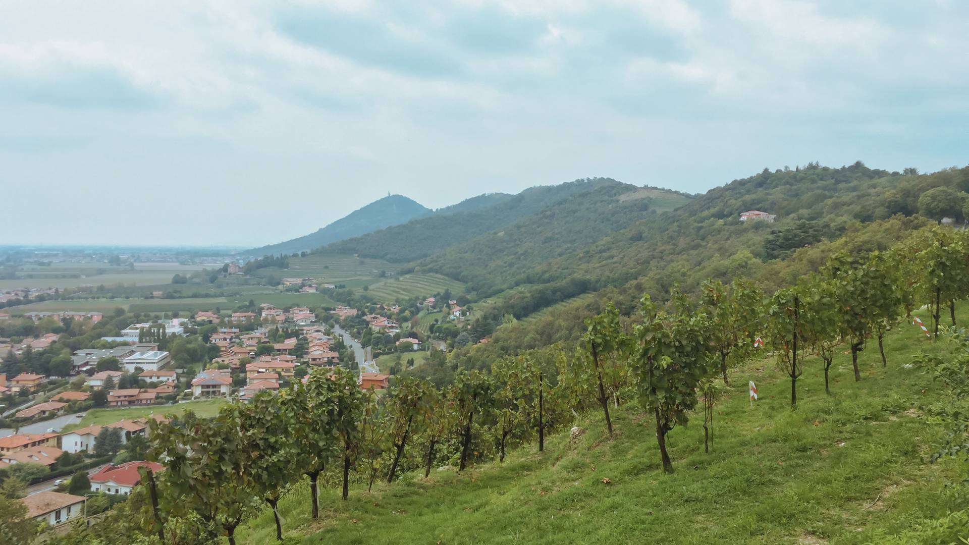 Franciacorta: Rebhang über einem Dorf Rebzeilen an einem grünen Hang über einem Dorf, dahinter bewaldete Hügel und die Ebene