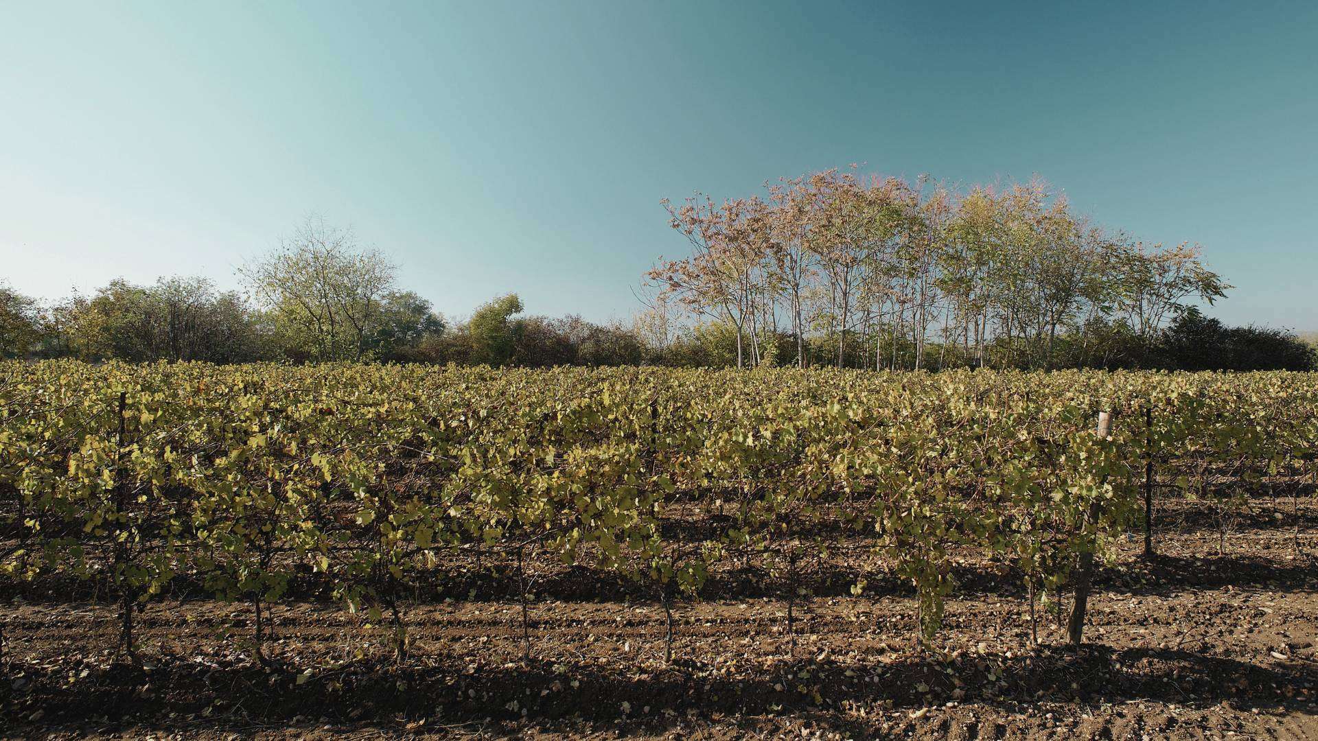 Franciacorta: Rebzeilen im Frühjahr Junge Reben im Frühjahr vor einer Baumgruppe, der Boden zwischen den Zeilen frisch bearbeitet
