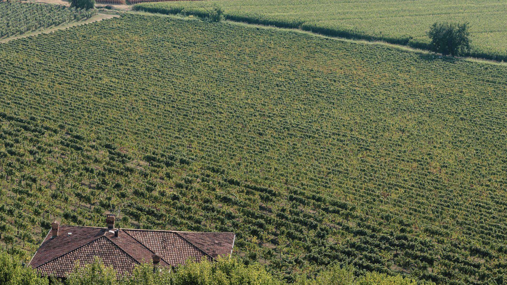 Franciacorta: Weinberg mit Bauernhaus von oben Weinberg aus der Luft mit dichten Rebzeilen und dem Ziegeldach eines Hauses am unteren Rand