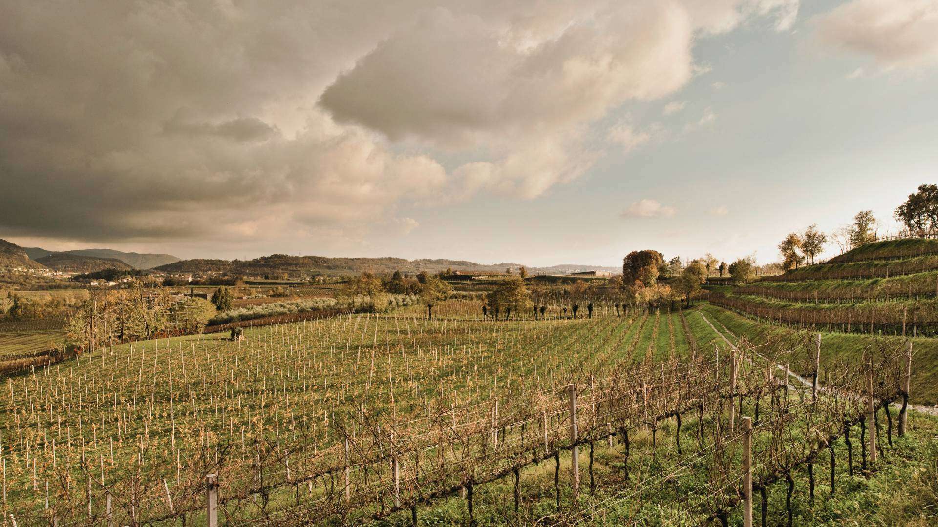 Franciacorta: Weinberge unter Wolkenhimmel Weinberge der Franciacorta unter Wolkenhimmel im warmen Abendlicht, die Reben fast ohne Laub