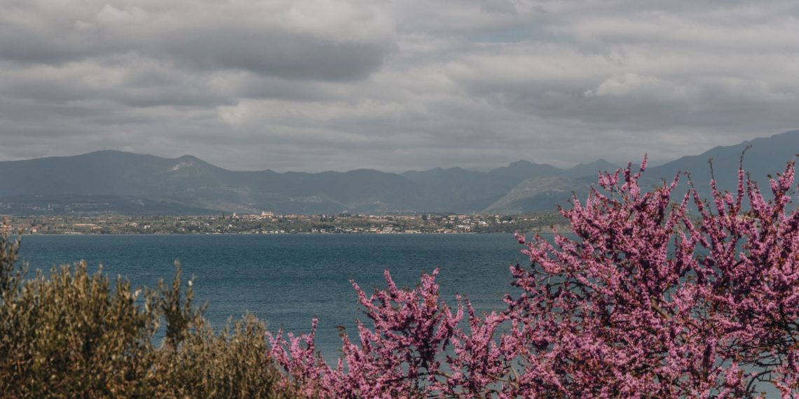 Rosa blühende Zweige vor dem Gardasee, dahinter das flache Ufer und Berge unter Wolken