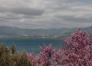 Rosa blühende Zweige vor dem Gardasee, dahinter das flache Ufer und Berge unter Wolken