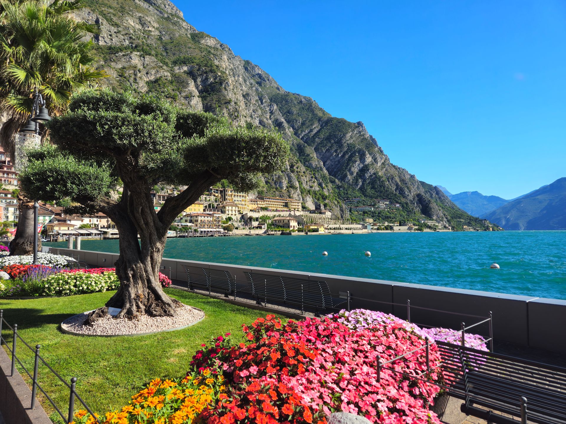 Uferpromenade von Limone sul Garda mit Olivenbaum und Blumenbeeten, dahinter Felswände über dem See