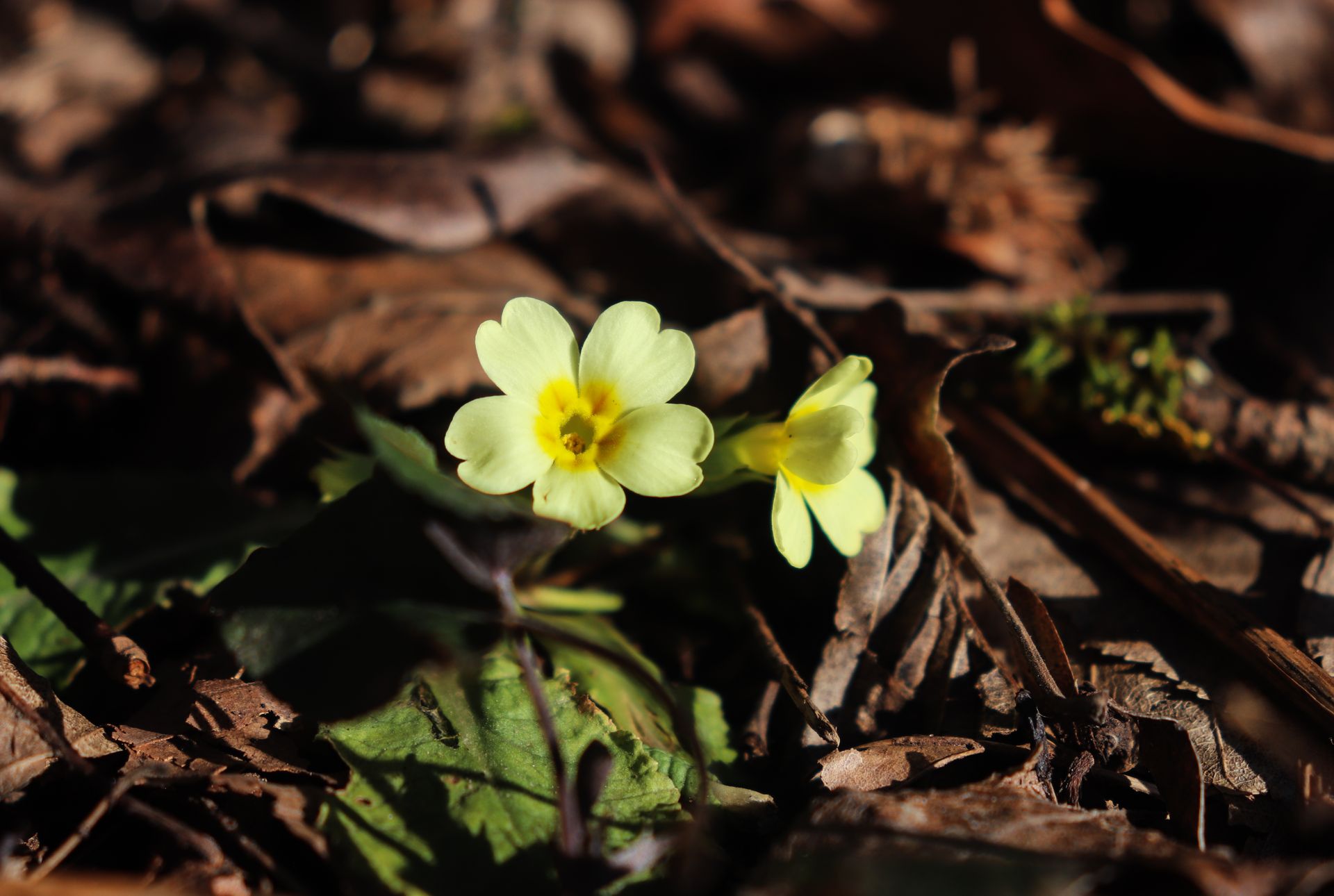 Gelbe Primel auf dem Waldboden Gelbe Primel zwischen trockenem Laub auf dem Waldboden im Vorfrühling
