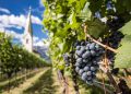 Themenbild zur Südtiroler Weinlese 2026 und den Herausforderungen im Weinbau