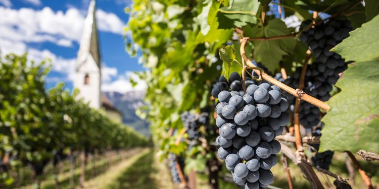 Themenbild zur Südtiroler Weinlese 2026 und den Herausforderungen im Weinbau