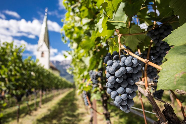 Themenbild zur Südtiroler Weinlese 2026 und den Herausforderungen im Weinbau