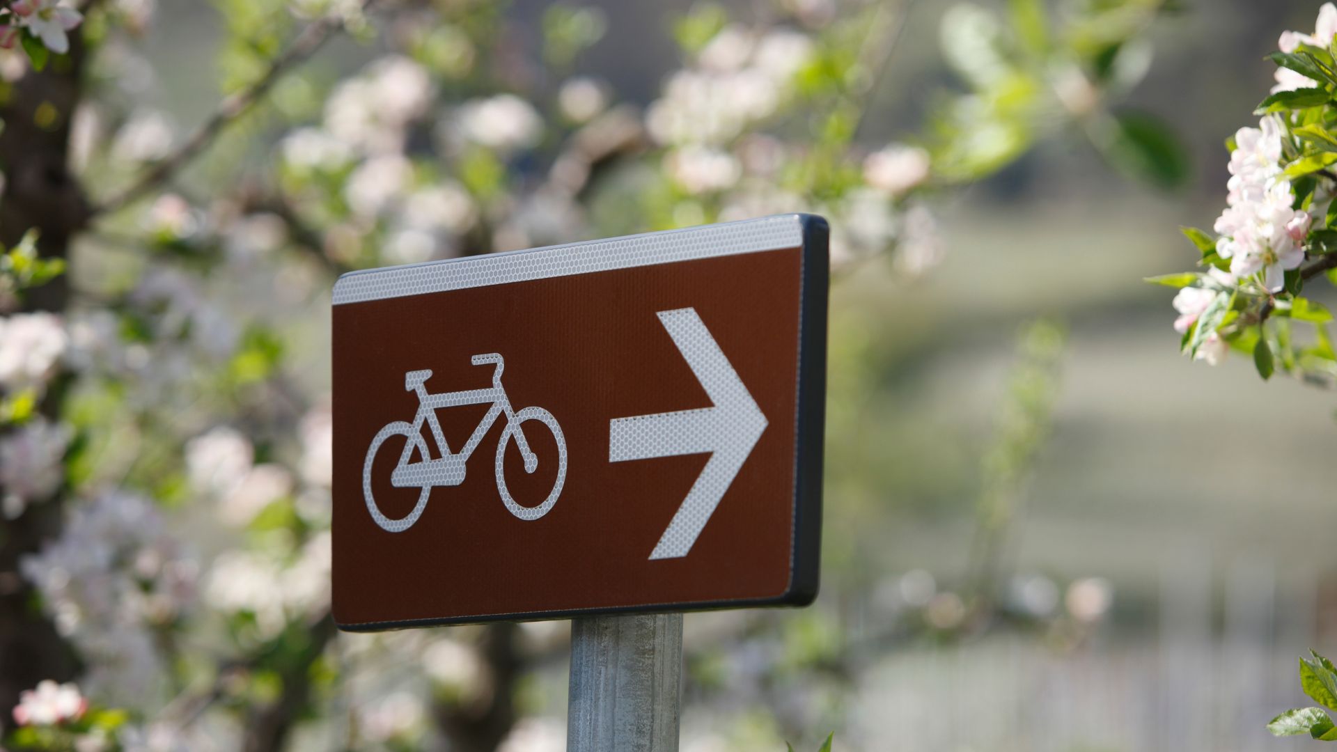 Südtirol – Radwegweiser in der Apfelblüte Brauner Radwegweiser mit Fahrradsymbol und Pfeil zwischen blühenden Apfelbäumen