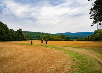 Drei Wanderer auf einem Feldweg der Via Francigena bei Siena zwischen abgeernteten Feldern und grünen Hügeln