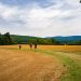 Drei Wanderer auf einem Feldweg der Via Francigena bei Siena zwischen abgeernteten Feldern und grünen Hügeln
