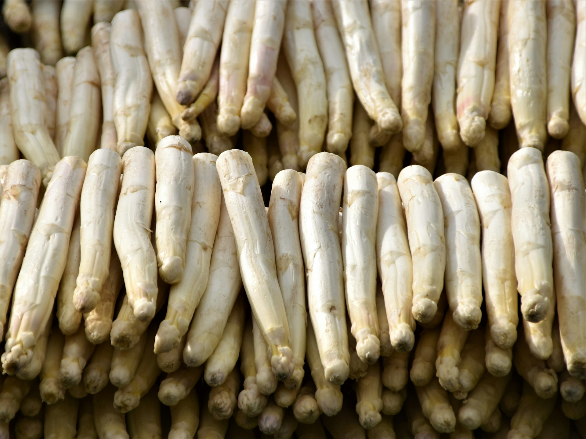 Weißer Spargel am Marktstand Frisch geernteter weißer Spargel dicht nebeneinander auf einem Marktstand